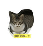 attitudelife（個別スタンプ：10）