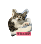 attitudelife（個別スタンプ：11）