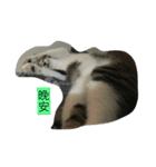attitudelife（個別スタンプ：12）