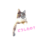 Chiro cat（個別スタンプ：7）