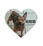 meimei meidog（個別スタンプ：2）