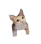 my cat meowth（個別スタンプ：1）