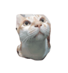my cat meowth（個別スタンプ：2）