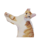 my cat meowth（個別スタンプ：3）