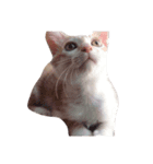 my cat meowth（個別スタンプ：7）