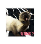 mini file（個別スタンプ：6）