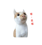stupid cats www（個別スタンプ：1）