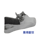 stupid cats www（個別スタンプ：2）