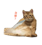 stupid cats www（個別スタンプ：3）