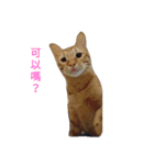 stupid cats www（個別スタンプ：4）