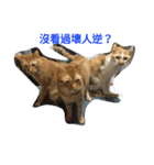 stupid cats www（個別スタンプ：5）