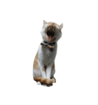 stupid cats www（個別スタンプ：6）