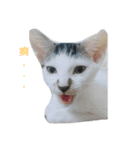 stupid cats www（個別スタンプ：7）