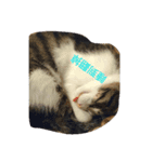 stupid cats www（個別スタンプ：8）