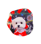 Maltese hotaru（個別スタンプ：1）