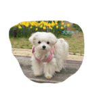 Maltese hotaru（個別スタンプ：2）