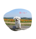 Maltese hotaru（個別スタンプ：3）