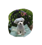 Maltese hotaru（個別スタンプ：4）