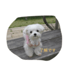 Maltese hotaru（個別スタンプ：5）