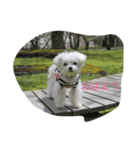Maltese hotaru（個別スタンプ：6）