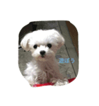 Maltese hotaru（個別スタンプ：7）