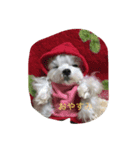Maltese hotaru（個別スタンプ：8）