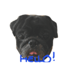 Nusuktheblackpug2（個別スタンプ：1）
