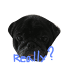 Nusuktheblackpug2（個別スタンプ：2）