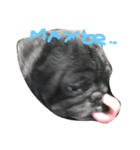 Nusuktheblackpug2（個別スタンプ：3）