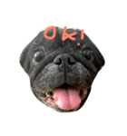 Nusuktheblackpug2（個別スタンプ：4）
