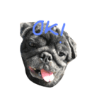 Nusuktheblackpug2（個別スタンプ：5）