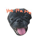 Nusuktheblackpug2（個別スタンプ：6）