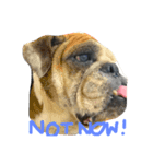 Nusuktheblackpug2（個別スタンプ：7）