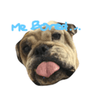 Nusuktheblackpug2（個別スタンプ：8）