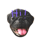 Nusuktheblackpug3（個別スタンプ：1）