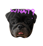 Nusuktheblackpug3（個別スタンプ：2）
