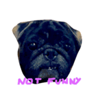 Nusuktheblackpug3（個別スタンプ：4）