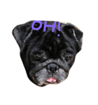 Nusuktheblackpug3（個別スタンプ：5）