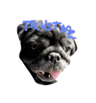 Nusuktheblackpug3（個別スタンプ：6）