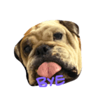 Nusuktheblackpug3（個別スタンプ：8）