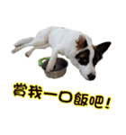 I AM A-DAIN（個別スタンプ：3）