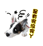 I AM A-DAIN（個別スタンプ：6）