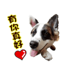 I AM A-DAIN（個別スタンプ：8）