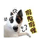 I AM A-DAIN（個別スタンプ：10）
