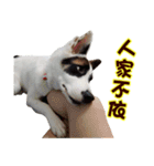 I AM A-DAIN（個別スタンプ：11）