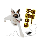 I AM A-DAIN（個別スタンプ：12）