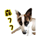 I AM A-DAIN（個別スタンプ：14）