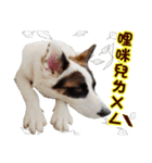 I AM A-DAIN（個別スタンプ：15）