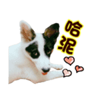 I AM A-DAIN（個別スタンプ：17）