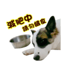 I AM A-DAIN（個別スタンプ：19）